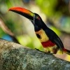 Arassari panamsky - Pteroglossus frantzii - Fiery-billed Aracari o4680